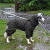 Full Coverage Waterproof Dog Raincoat Large Medium Breeds Outdoor Use All Season