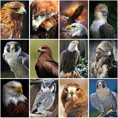 Pittura con Diamanti 5D Aquila Trapano Rotondo Completo Animale Ricamo con Diamanti Mosaico Punto Croce Fatto a Mano Decorazione per la Casa Arte Murale per la Casa