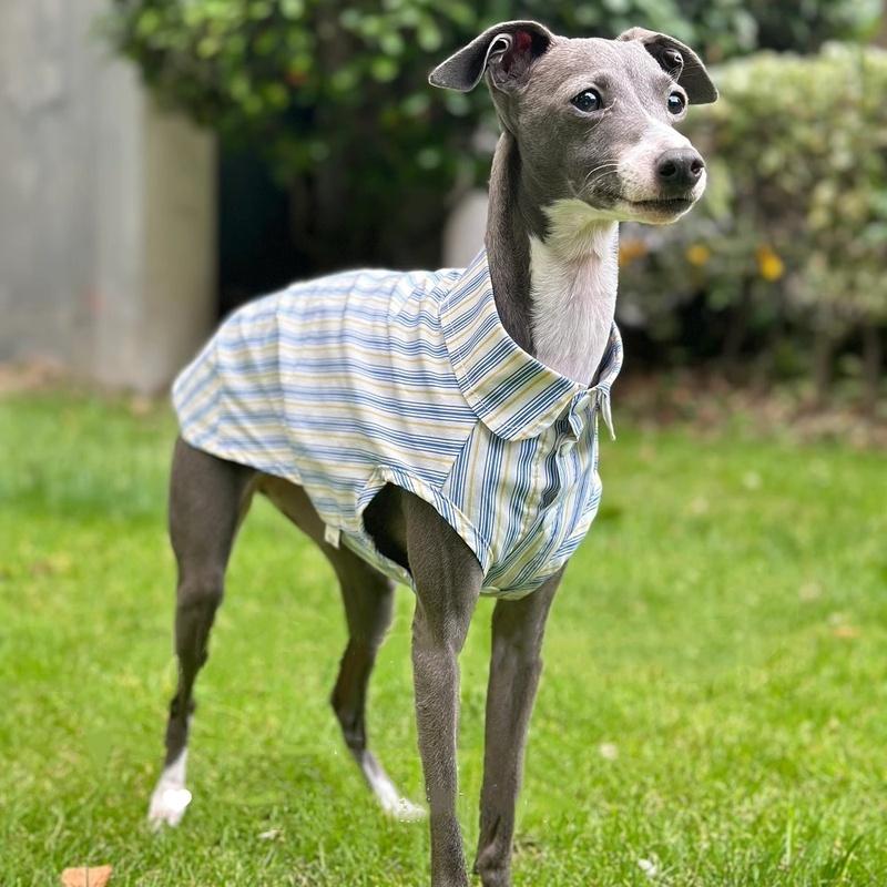 Lévrier Italien Rayures Bleues Coton Sans Manches Tissu Frais et Confortable Été Ultra-fin Chiens Whippets Vêtements