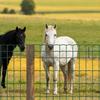 Farm Fence, 1 X 20 M, 4 X 4 In Mesh 2.1mm Galvanized Steel Wire Fencing for Cattle, Hog & Sheep, Heavy Duty Vinyl Coated Livestock Fence for Animal