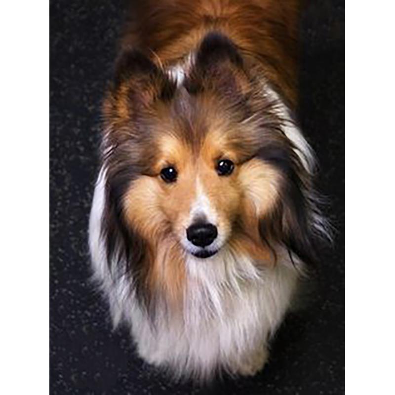 DIY 5D Diamond Painting Cross Stitch Kits Full Round Drill Dog Wall Art Mosaic Animal Diamond Embroidery Home Decoration Gift