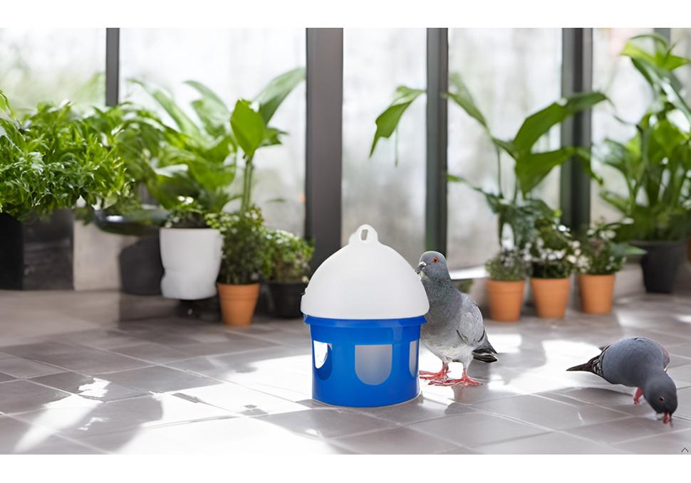 Racing Pigeon Supplies: Waterer & Feeder Bird Drinking Fountain