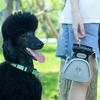 Cães – Cuidados de cães