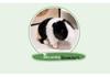 Cartoon Guinea Pig Plush Toy – Small Hamster Doll for Comfort and Companionship