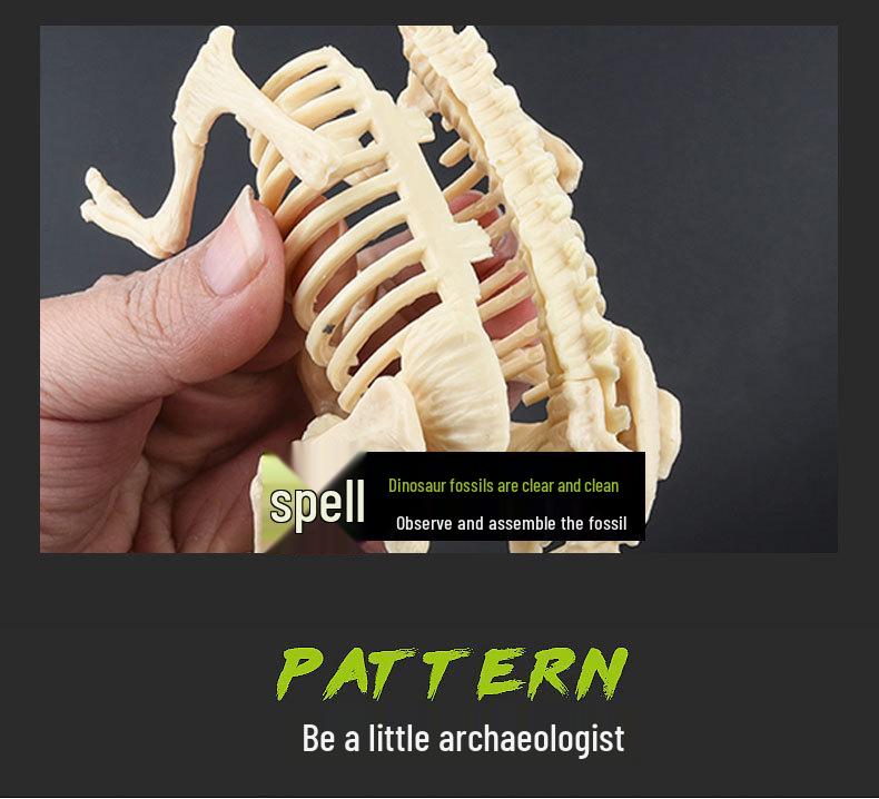 DIY Dinosaur Fossil Excavation Toy: Tyrannosaurus & Triceratops Skeleton Models for Kids