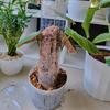 Monstera Moss Pole Plant Support Poles Garden Growth Stake Plastic Moss Pole for Plants Monstera for Indoor Climbing Plants