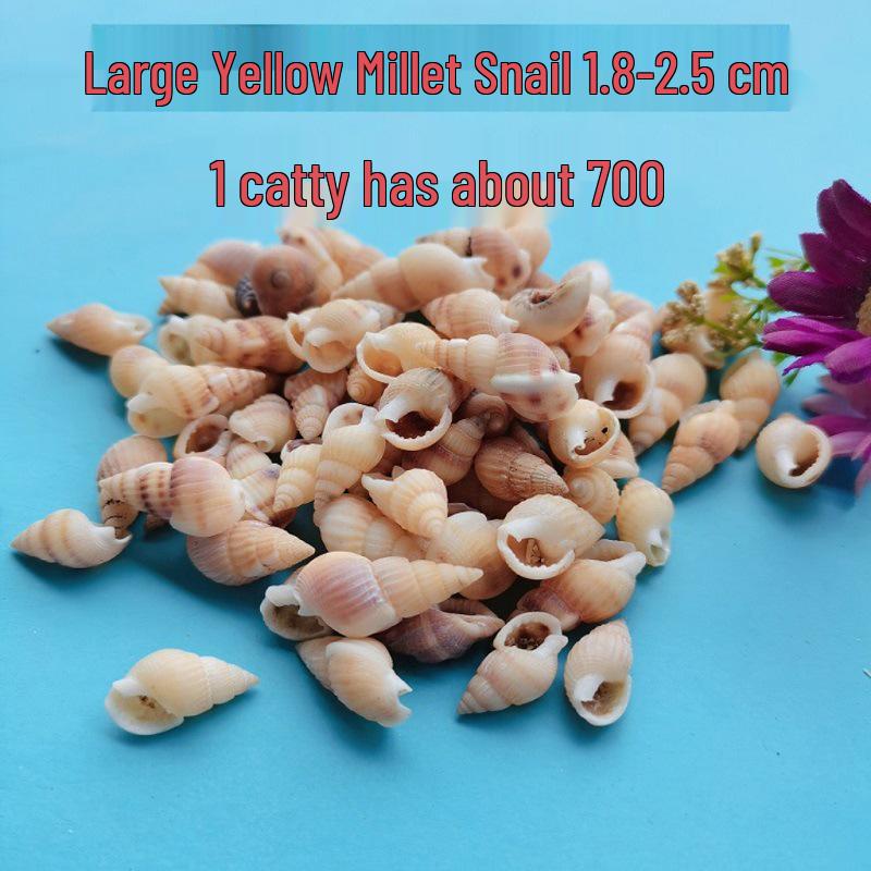 Conch Shells & Starfish for Hermit Crabs: Aquarium Decor & Drift Bottle Accessories