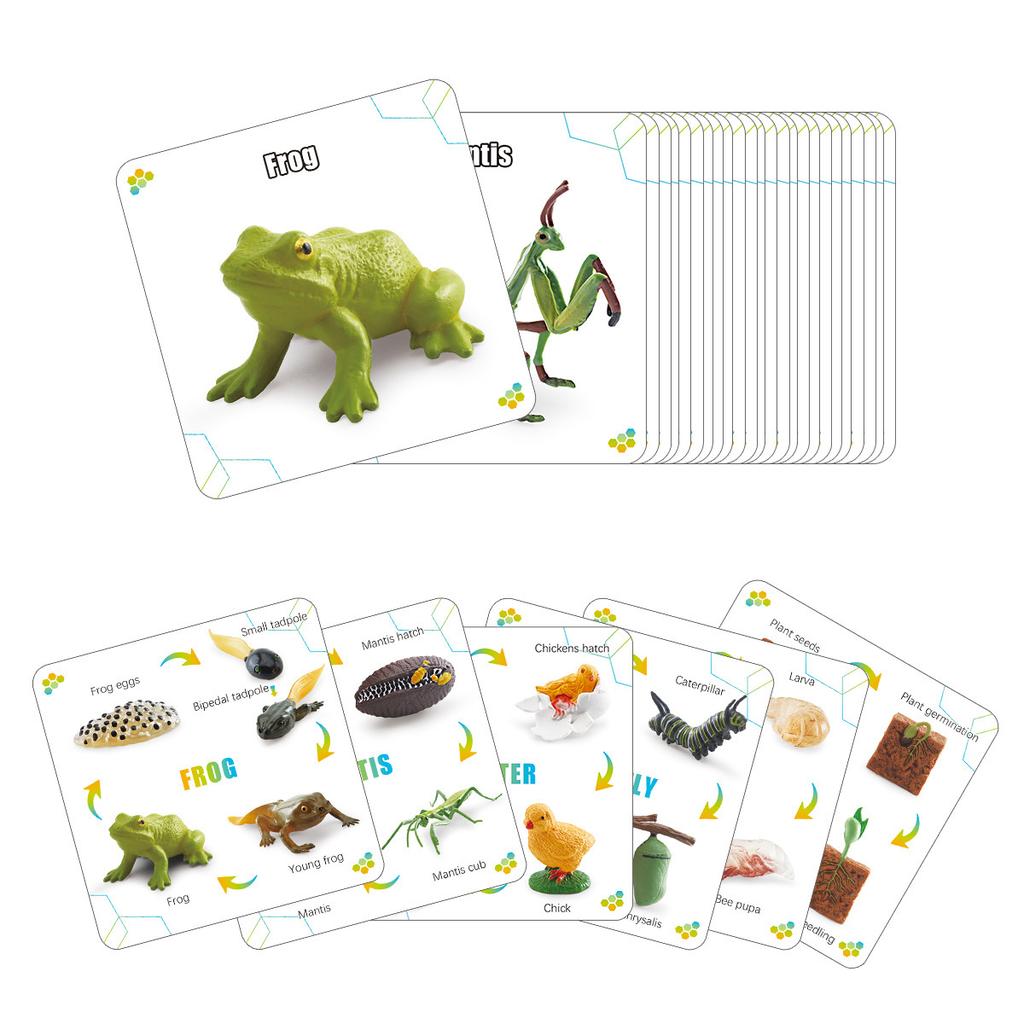 Children'S Science And Education Cognition 16 Animal, Plant And Insect Life Cycle Cards Early Childhood Education Card Toys