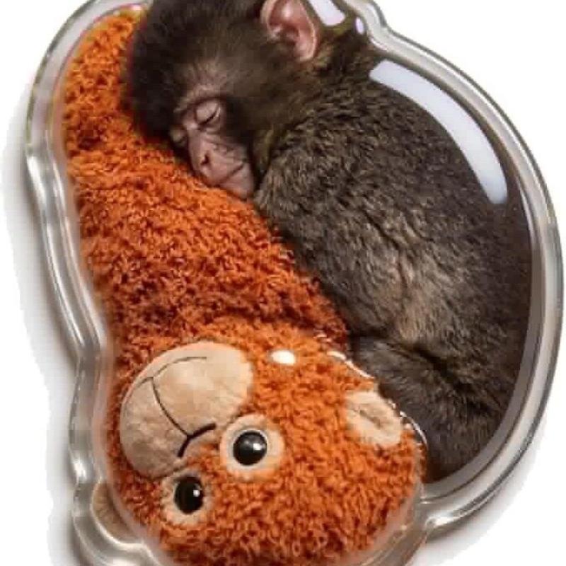 Boxing Monkey Refrigerator Magnet Set Protective Animal Fridge Magnets for Home Kitchen Office Locker Decorative