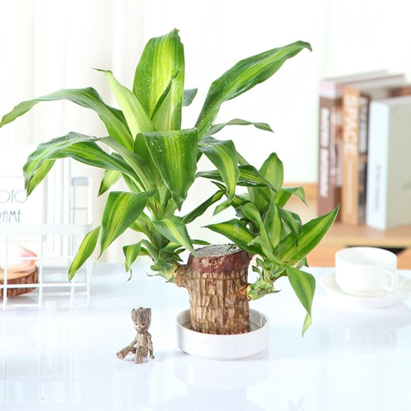 Brazilian Lucky Tree Water Culture Indoor Air Purifier Desk Planter Ceramic White Pot Meditations Decors