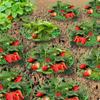 Strawberry Plant Support Stand, Plastic Strawberry Growing Rack with 3 Legs, Easy to Assemble, Strawberry Growing Frame for Keeping Fruit Elevated