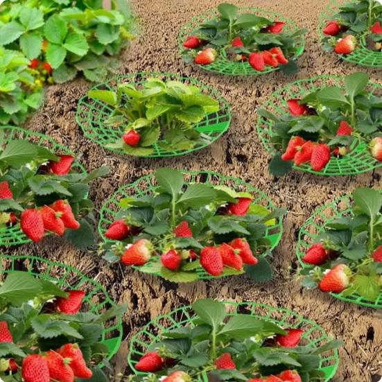 Strawberry Plant Support Stand, Plastic Strawberry Growing Rack with 3 Legs, Easy to Assemble, Strawberry Growing Frame for Keeping Fruit Elevated