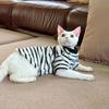 Thick Warm Striped Fleece Vest Sphynx Devon Cats Small Pets Winter