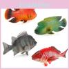Modelos Realistas Deslumbrantes de Animais Aquáticos Apresentando Peixe de Seda Vermelho e Pargo para Uso Decorativo