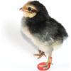 2 Pack Chick Hobble Brace Chick Splay Leg Brace for Newly Hatched Chicks Baby Goslings Juvenile Birds