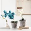 Stomata Plastic Transparent Flowerpot Plant Pots For Phalaenopsis Orchid Planting Orchid Pot