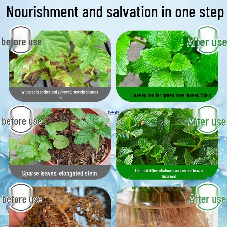 Organic Liquid Fertilizer for Hydroponic Mint and Potted Plants