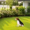 10pcs Decorative Garden Fence Rustproof Metal No Dig Fence Garden Fencing Animal Barrier Flower Fences and Borders for pets