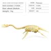 Fossil Dinosaur Skeleton Model With Plastic Material For Kids Educational Decor