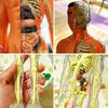 Huang Yem Human Anatomy Model, 3D Organ Model, Human Internal Organs Model with Removable Organs, Anatomical Model Set, Educational Toy for Kids, Chri