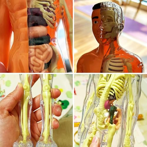Huang Yem Human Anatomy Model, 3D Organ Model, Human Internal Organs Model with Removable Organs, Anatomical Model Set, Educational Toy for Kids, Chri