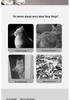 Portable Foldable Cat Tunnel Tent and Bed