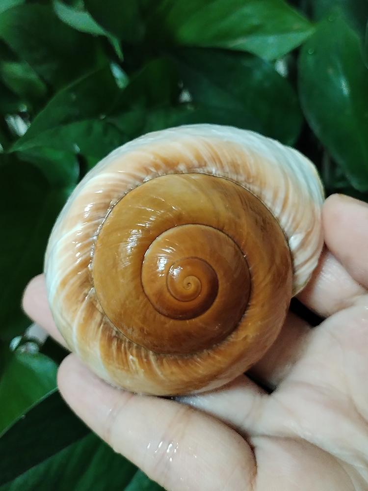 2 szt. Muszle Ślimaka Muffinka Dużego Kraba Pustelnika Chleb Ślimak Naturalne Śródziemnomorskie Domowe Akwarium Kolekcjonerska Dekoracja Prezent Ozdoba