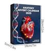 2025 Anatomys Advents Calendar Xmas Tree Hanging Pendants For Christmas Tree Decoration