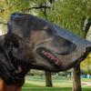 Breathable Pet Protective Veil Mesh Pet Facial Protection Mask  Suitable for Hiking Trips