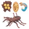 Animals Growth Cycle Life Cycle Model Learning Teaching Model Toy for Children#3