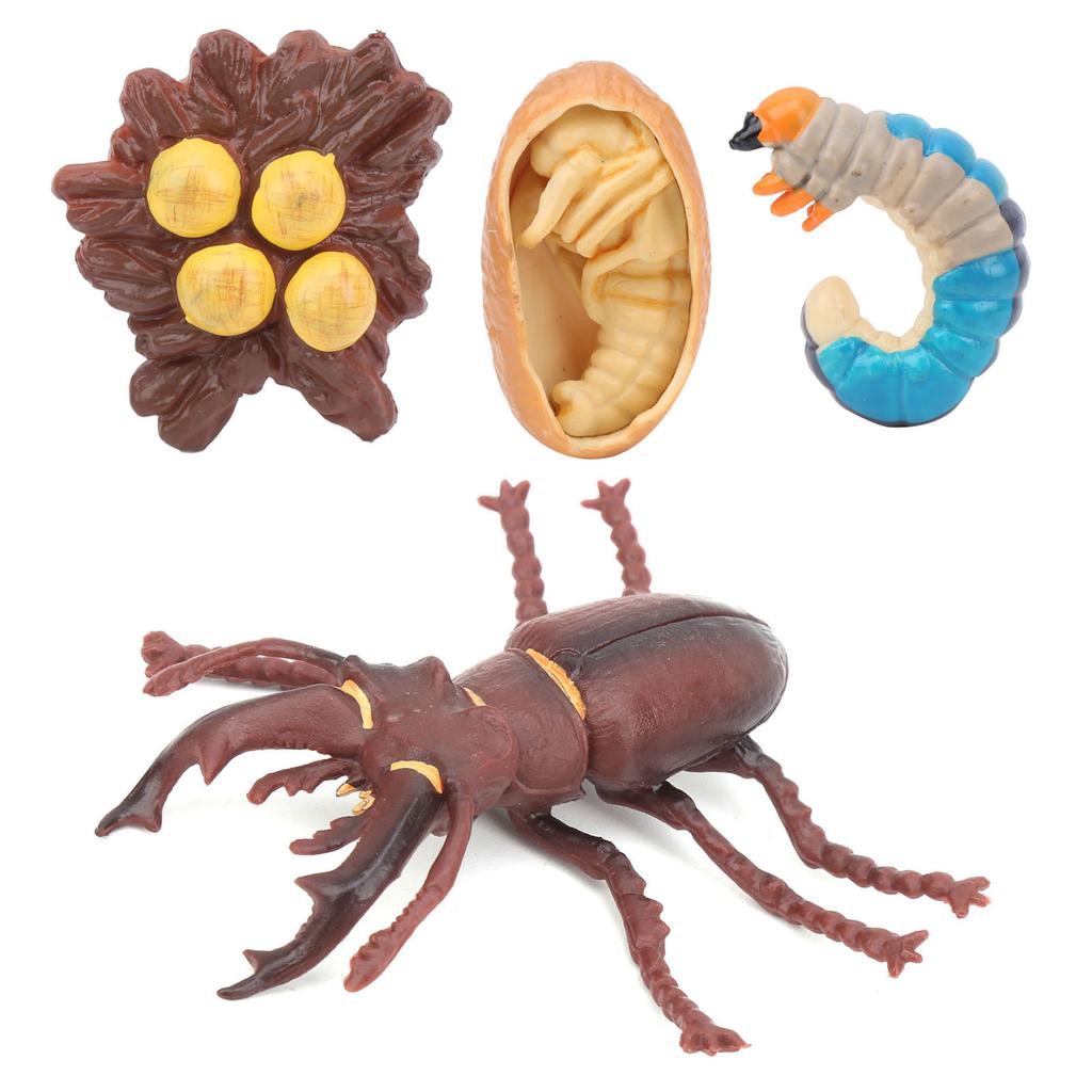 Animals Growth Cycle Life Cycle Model Learning Teaching Model Toy for Children#3