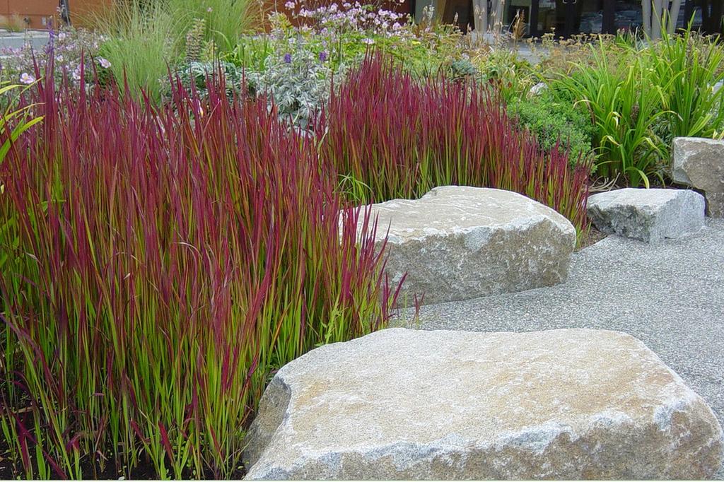 SAFLAX Garden in the Bag - Cogongrass - 50 semen - Se substrátem v padnoucím sáčku - Imperata cylindrica