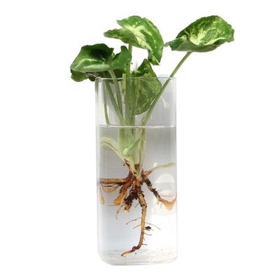 Cone Shape Wall Hanging Vase Hydroponics Plants Fish Tank Glass Plant Pot Transparent Aquarium Container