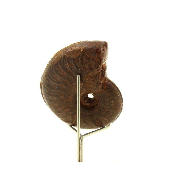 Pierres et Minéraux. Ammonite Cléonicères Besairiei 181.90 ct. Mahajanga, Ambatolafia, Madagascar.