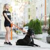Leash for Dogs "EVOLUTOR" Width 25 Mm THE MOST DURABLE LEASH