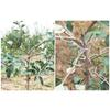 Professional Branch Spreader Set for Fruit Trees 15 Pack 3 Sizes Galvanized Steel Garden Tree Training Equipment Tools