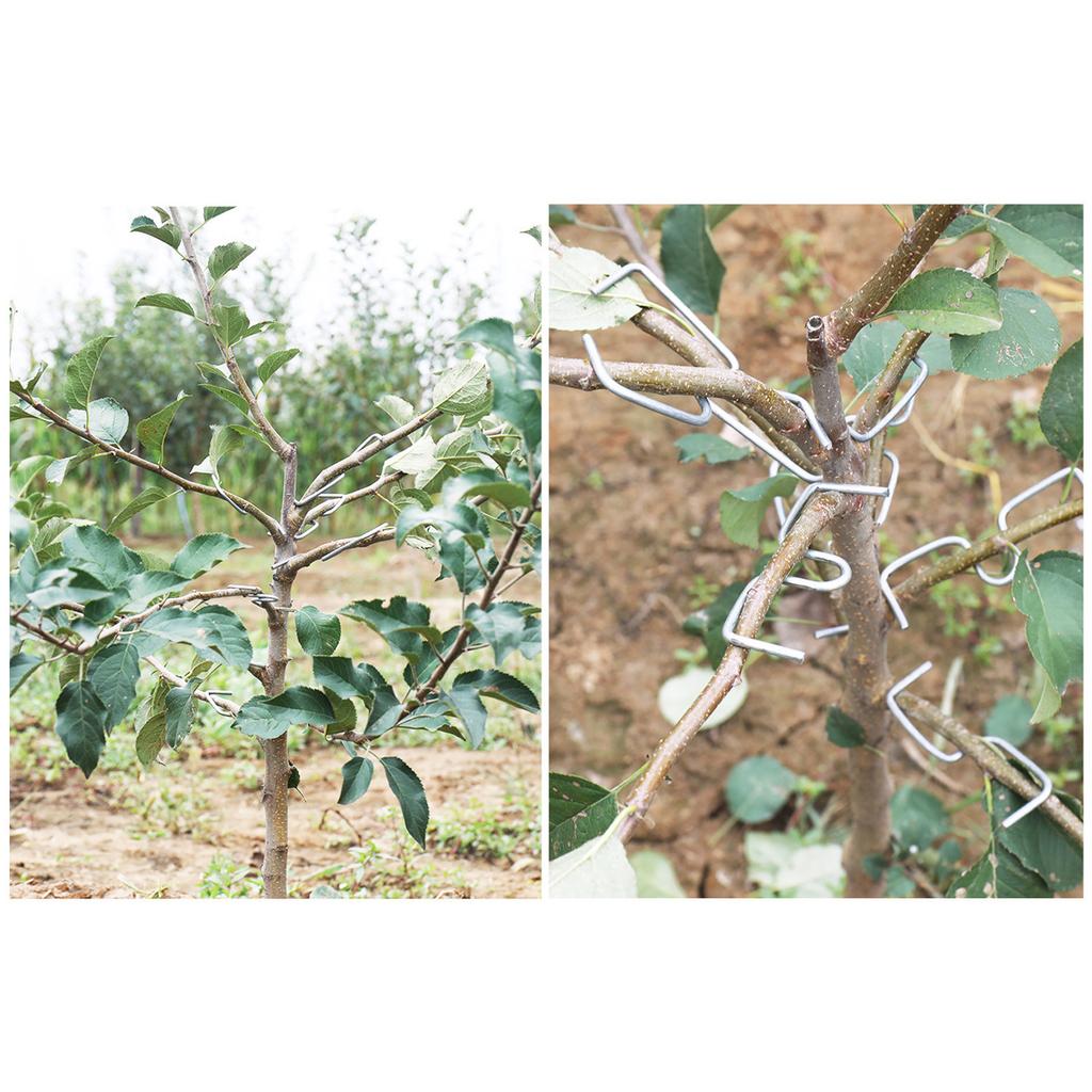 Professional Branch Spreader Set for Fruit Trees 15 Pack 3 Sizes Galvanized Steel Garden Tree Training Equipment Tools