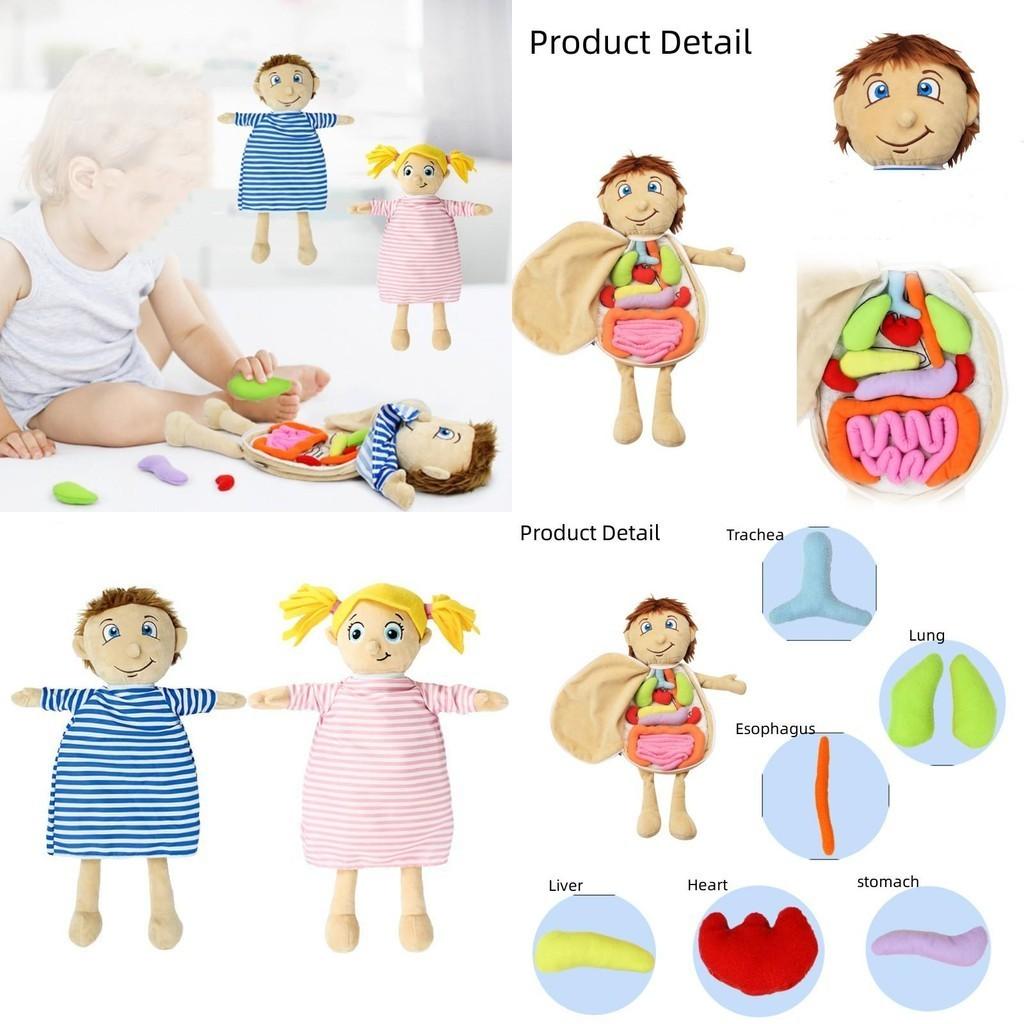 Organ Anatomy Plush Toy Montessori Preschool Teaching Aid