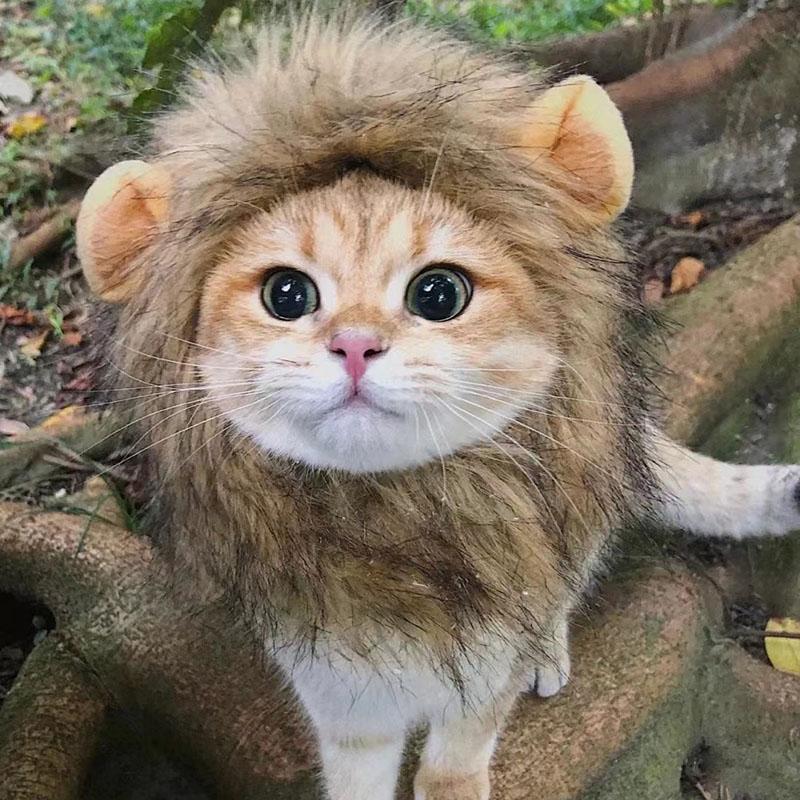 Cute Cat Hat Funny Halloween Cosplay Lion Scarf Wig For Small Dogs Cats Kitten Puppy Headgear Pug Creative Clothes Accessories