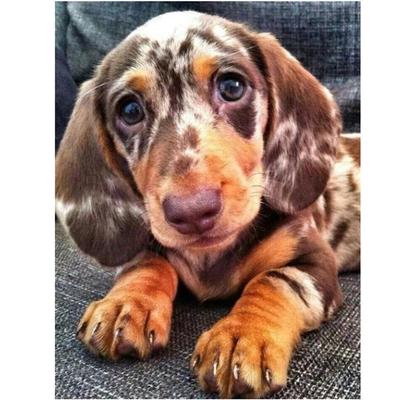 5D Diy Diamant Malerei Tier Hund Mosaik Stickerei Kreuzstich Home Decor handgemachtes Geschenk