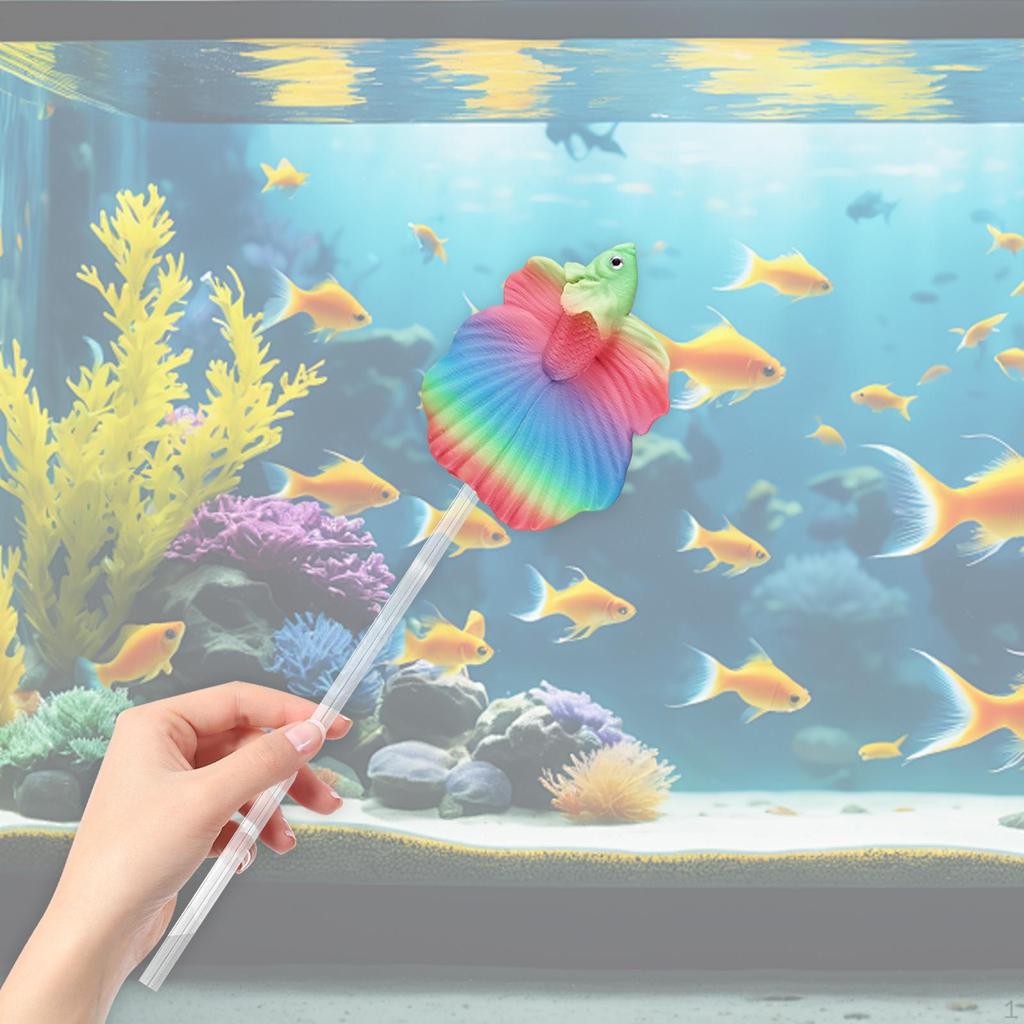 Kampffische zum Trainieren, Ideal für Anfänger. Tragbar, , Und Dekorieren von Aquarien.