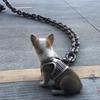 Humorous Pet Supplies: Thick Plastic Dog Chain Leash for Prank Walks