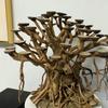 50 Pezzi Dischi di Guscio di Cocco Gusci di Cocco Per Artigianato Gusci di Cocco Rotondi Ornamenti per Acquario Decorazione Serbatoio di Cocco