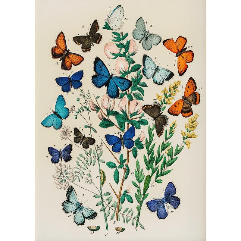 Butterfly Set of 6 Prints Poster Botanical Floral Poster Summer Insect Flower Canvas Painting Wall Art Nursery Room Home Decor