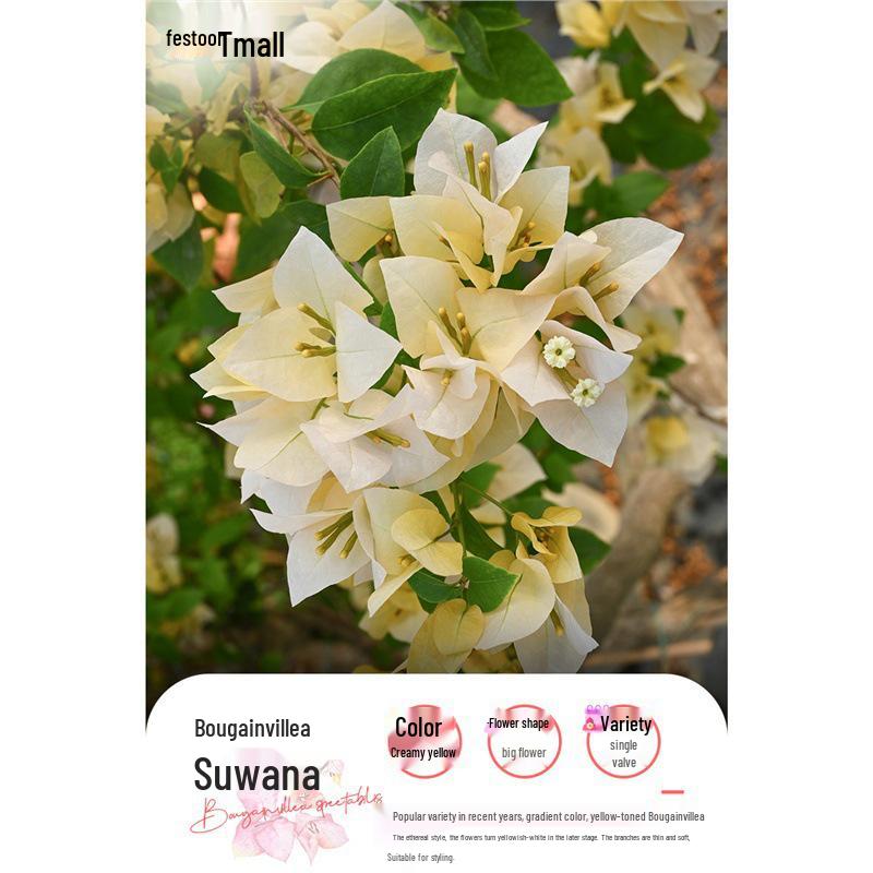 Large Bougainvillea Climbing Plant with Flowers - Indoor/Outdoor Greenery for Balcony and Courtyard