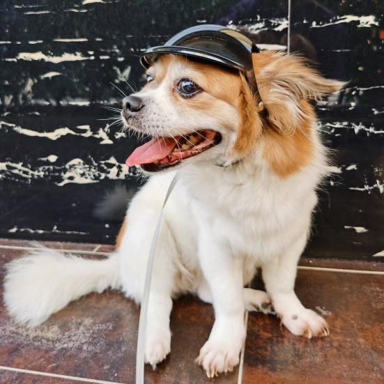 Yousheng Pet Headgear Breathable Ultra-Light Adjustable Dual Holes Design Easy-wearing Dress Up Polyester Multi-Sport Outdoor Bike Motorcycle Pet Cap