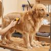 Cordless Pet Hair Trimmer Waterproof Pet Electric Trimmer Pet Beauty Shaver  Pet Salon