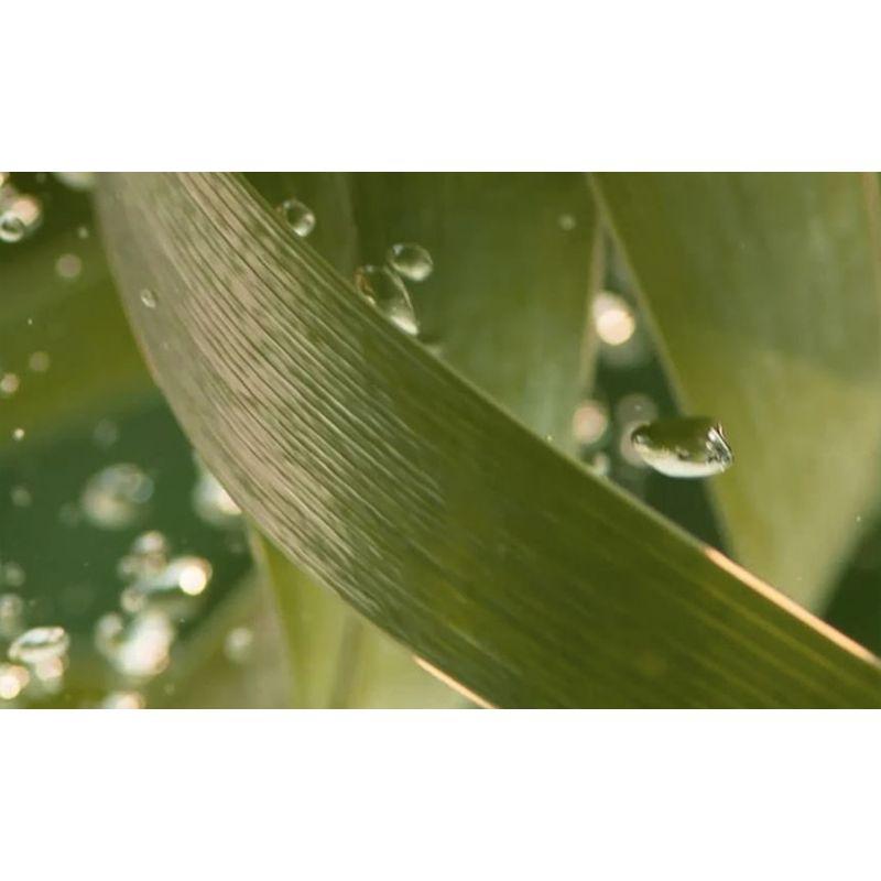 CHANDO - Schutzspülung für empfindliche Kopfhaut