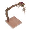 Bird Playstand Wooden Chewing Claws Grinding Parrots Training Rack with Base for Cockatiel
