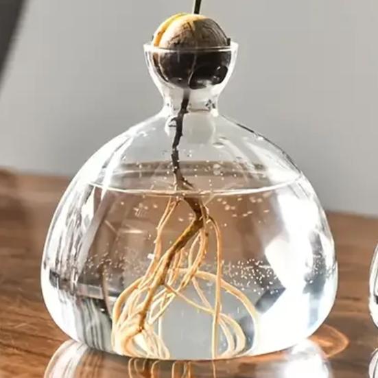 Hydroponic Plants Glass Vase Transparent Propagation Terrarium